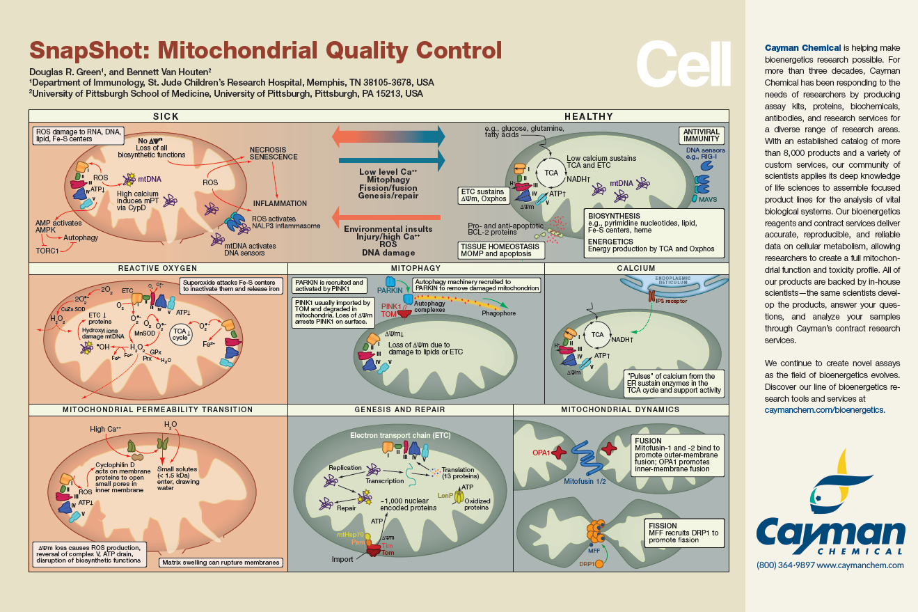 SnapShot: Mitochondrial Quality Control<br>