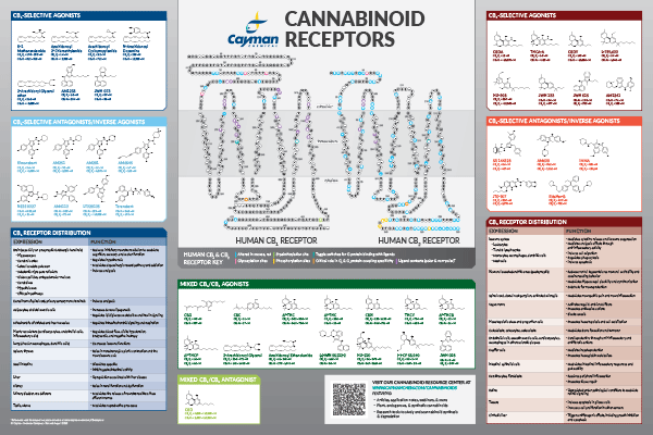 <p>​Cannabinoid Receptors<br></p>