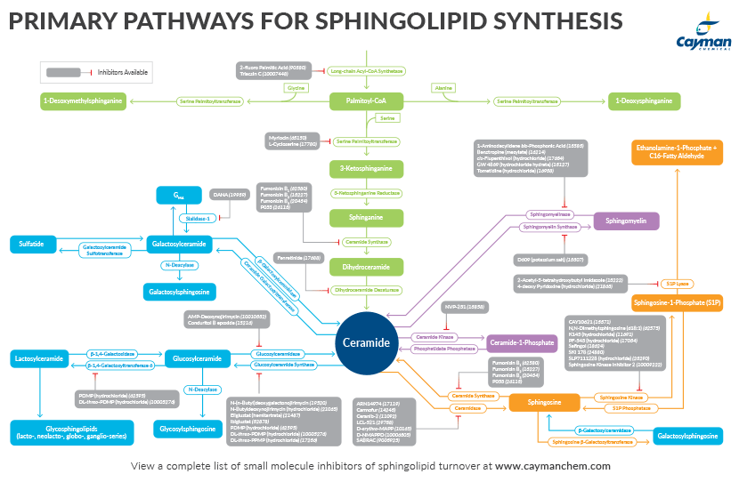 <p>Sphingolipid Standards and Research Tools<br></p>