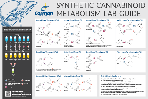 <p>​Synthetic Cannabinoid Metabolism Lab Guide<br></p>
