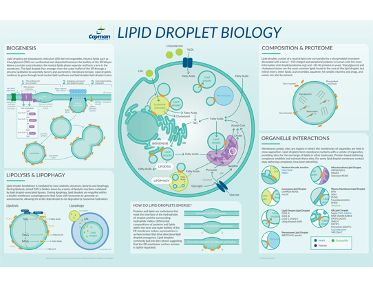 ​Lipid Droplet Biology<br>