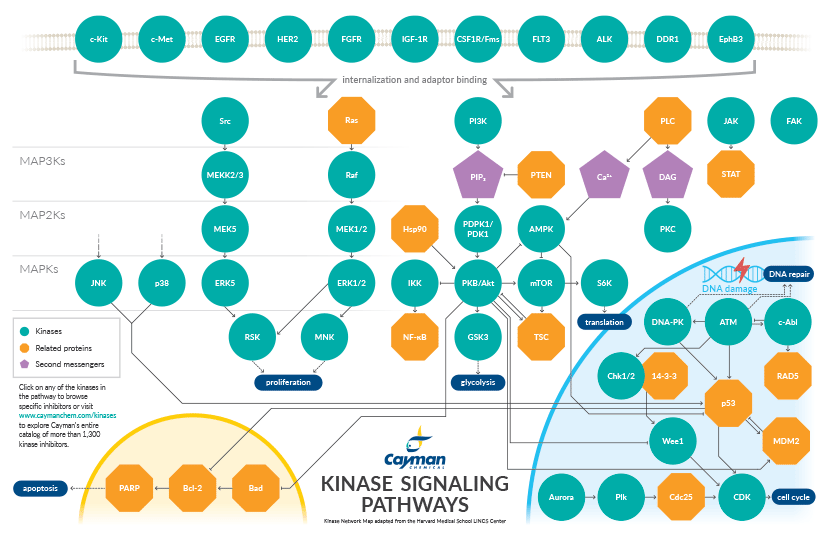 Kinase Inhibitors