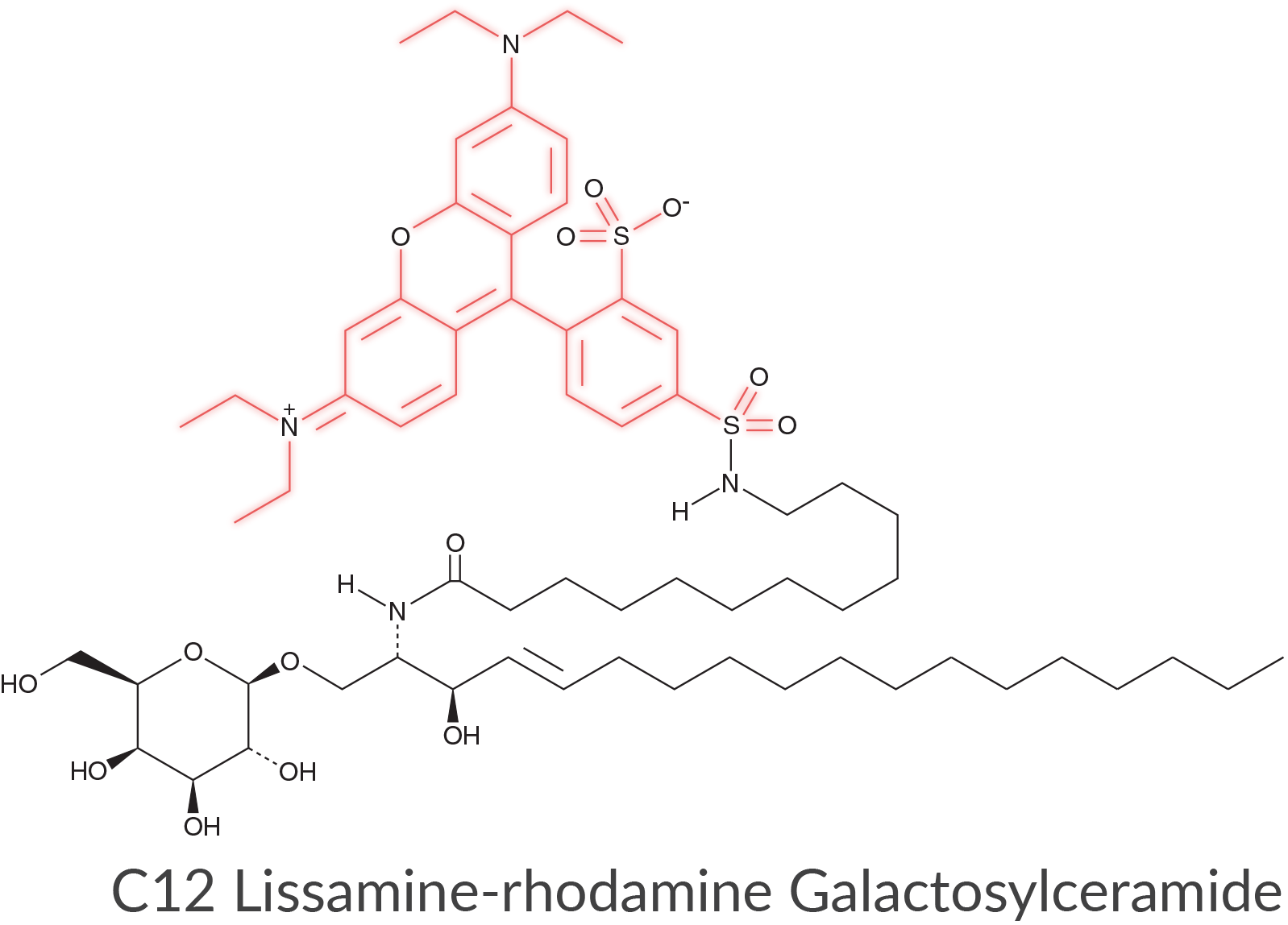 C12 Lissamine-rhodamine Galactosylceramide