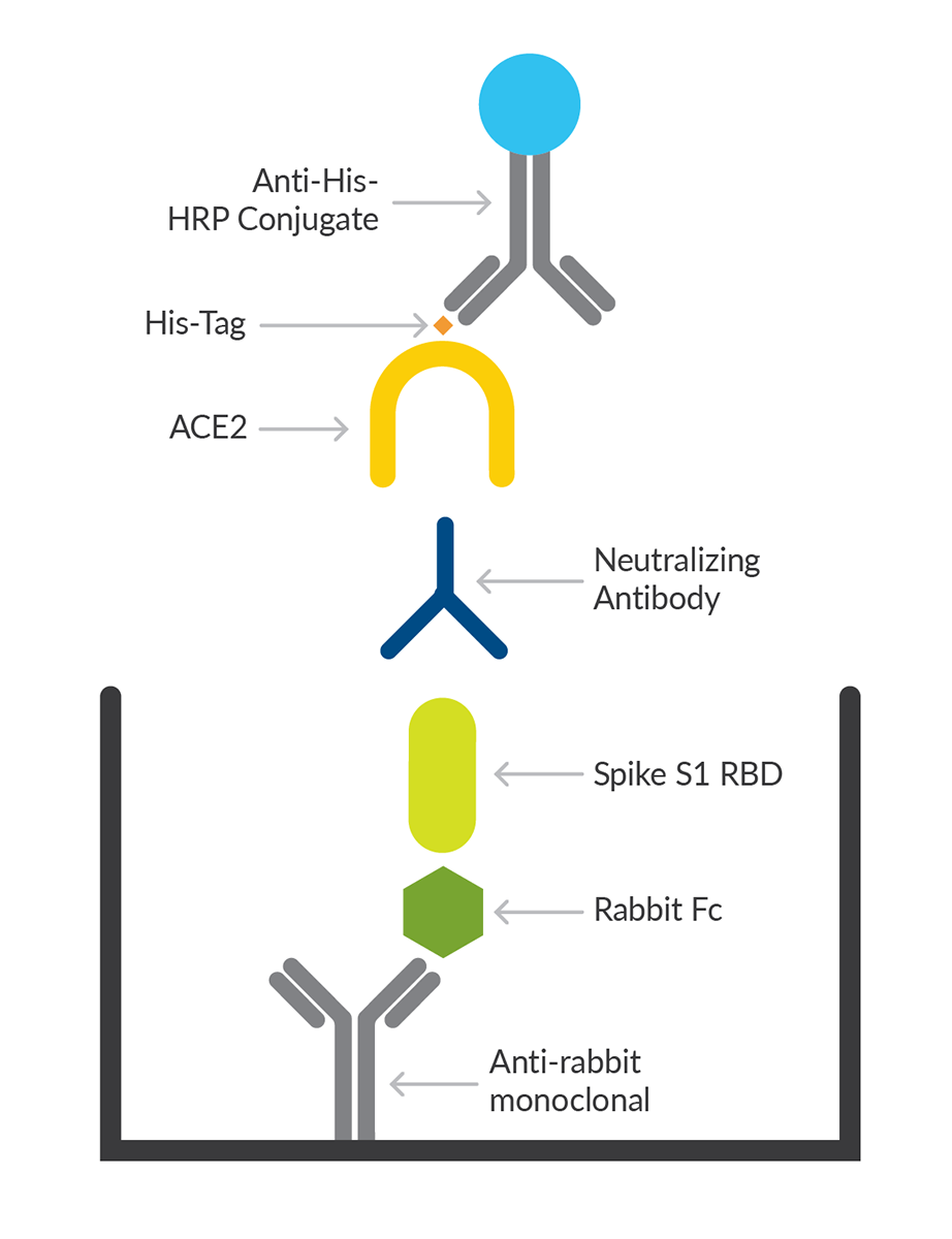 SARS-CoV-2 Neutralizing Antibody Detection ELISA Kit assay design.