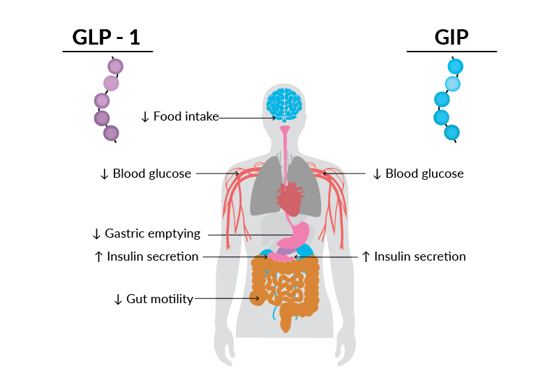 ghk-cu effects on glp-1 GLP-1 for Weight Loss and Diabetes main image 1