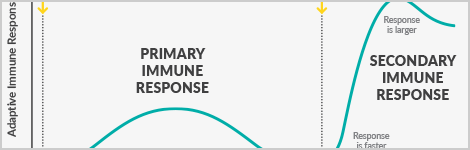 Adaptive-Immune-Response-Timeline-Featured.png