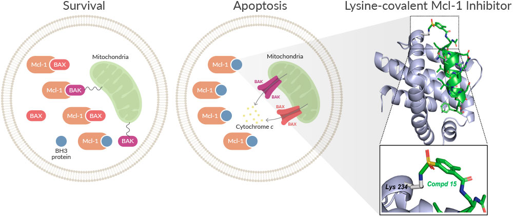 BH3-Proteins-in-Apoptosis-2021APR.jpg