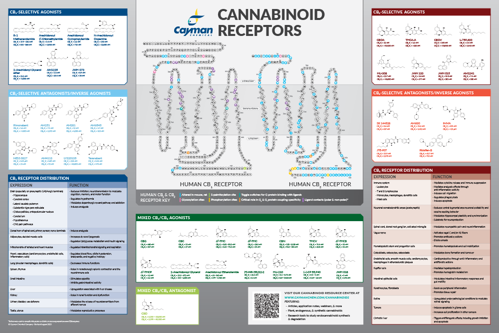Cannabinoid Receptors.png