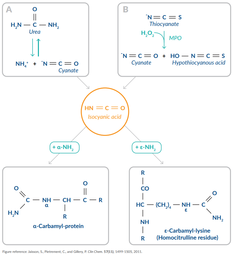 Carbamylation Figure 1.png