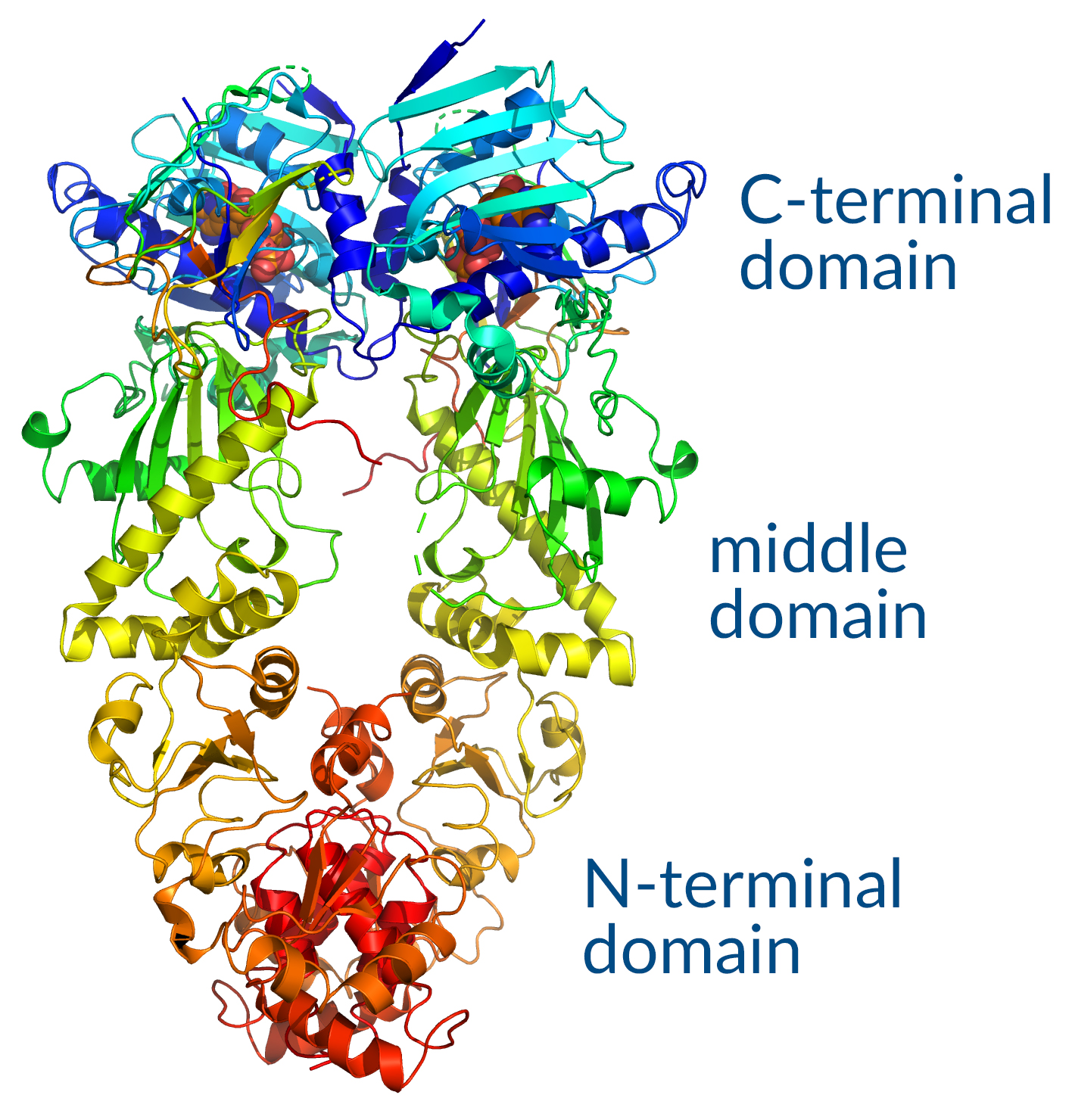 Hsp90 functional domains.jpg