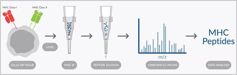Immunopeptidome-profiling-services-highlight.jpg