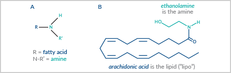 Lipoamines Article Feature.png