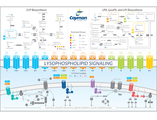 Lysophospholipid Signaling Poster