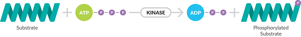 Methods for Detecting Kinase Activity Pathway 2021FEB.png