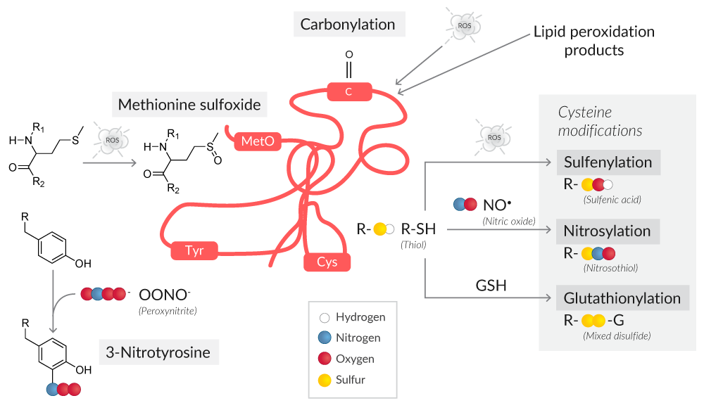 Ox Stress Figure 3 - protein oxidation.png