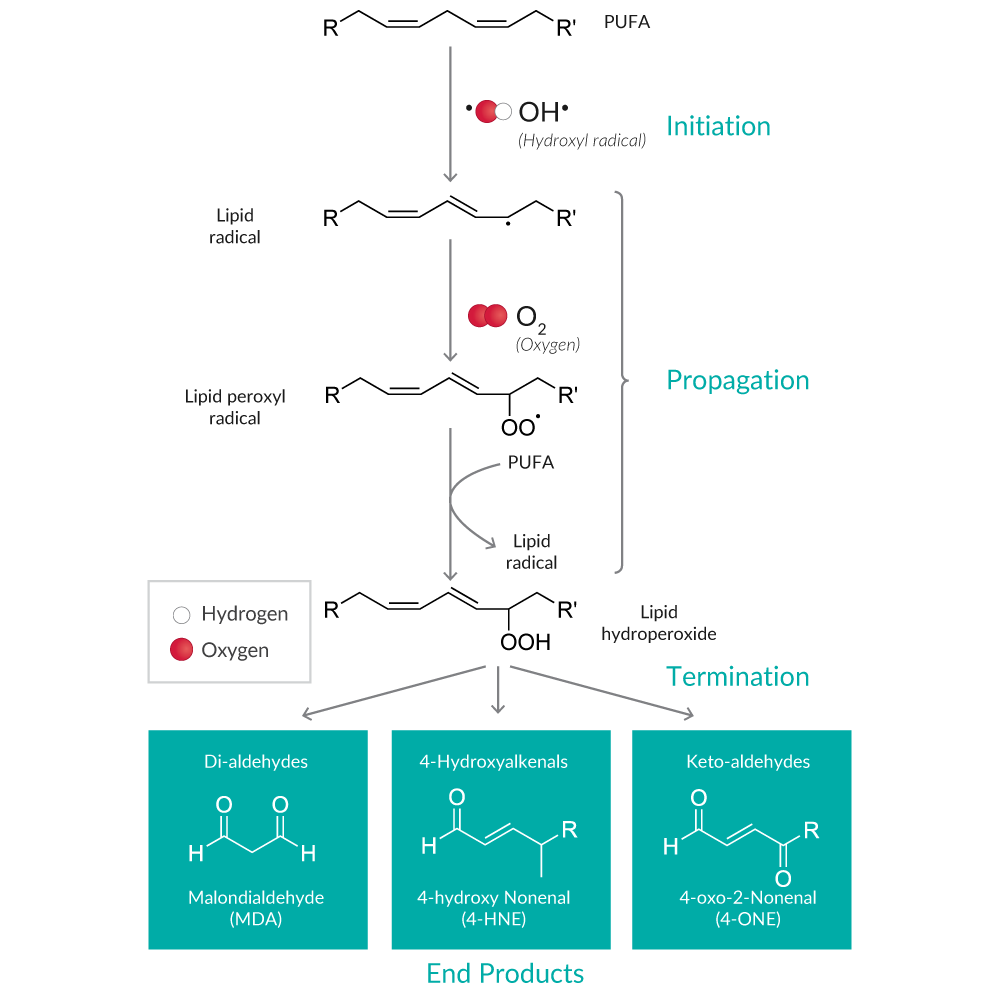 Ox Stress Figure 4 - Lipid Peroxidation.png