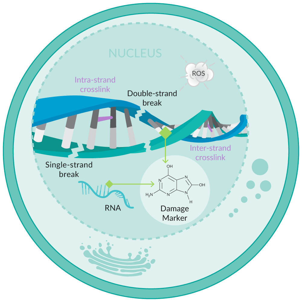 Ox Stress Figure 5 - DNA-RNA Damage.png