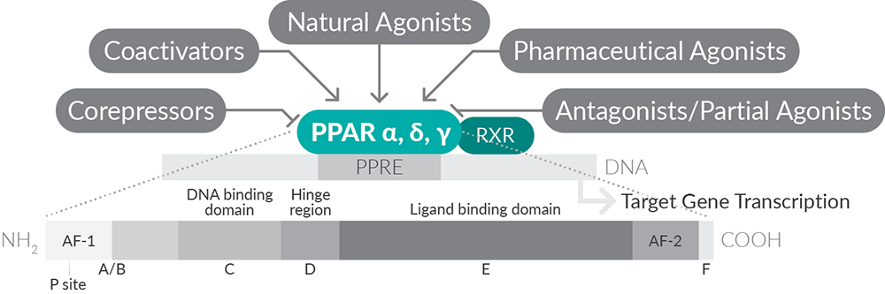 PPAR Domain