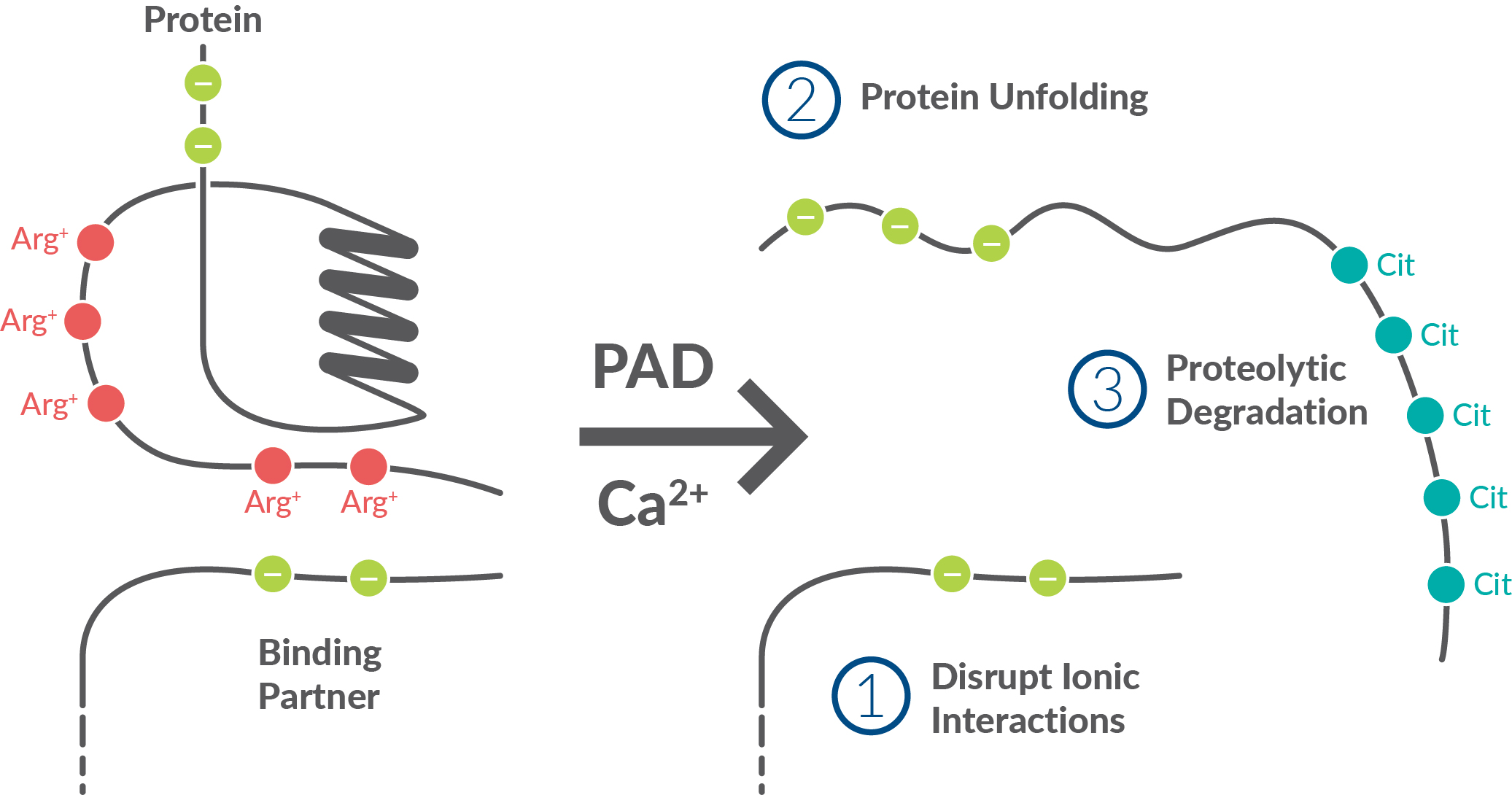 Frontiers  Citrullination of Proteins as a Specific Response