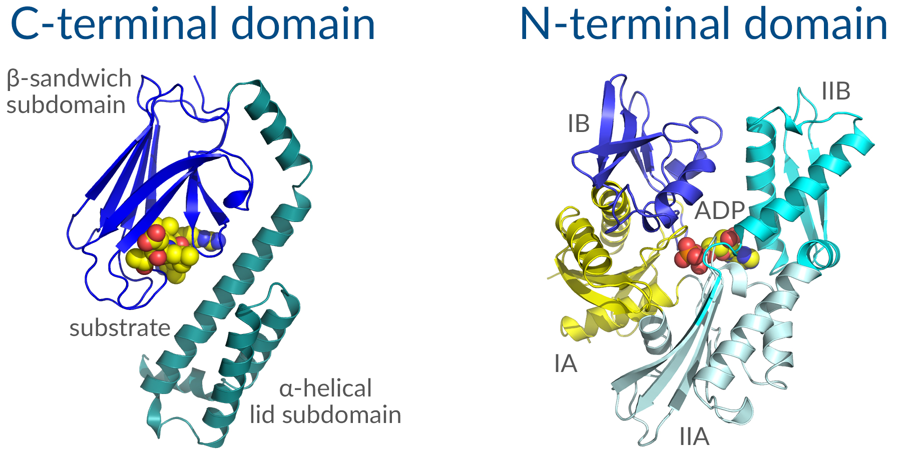 Structure of key Hsp70 domains.jpg