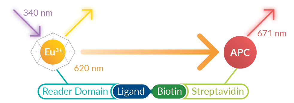 TR-FRET Diagram.png