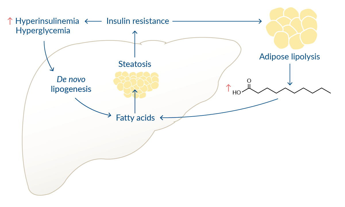 Targeting Insulin Resistance for the Treatment of NASH | News &  Announcements | Cayman Chemical