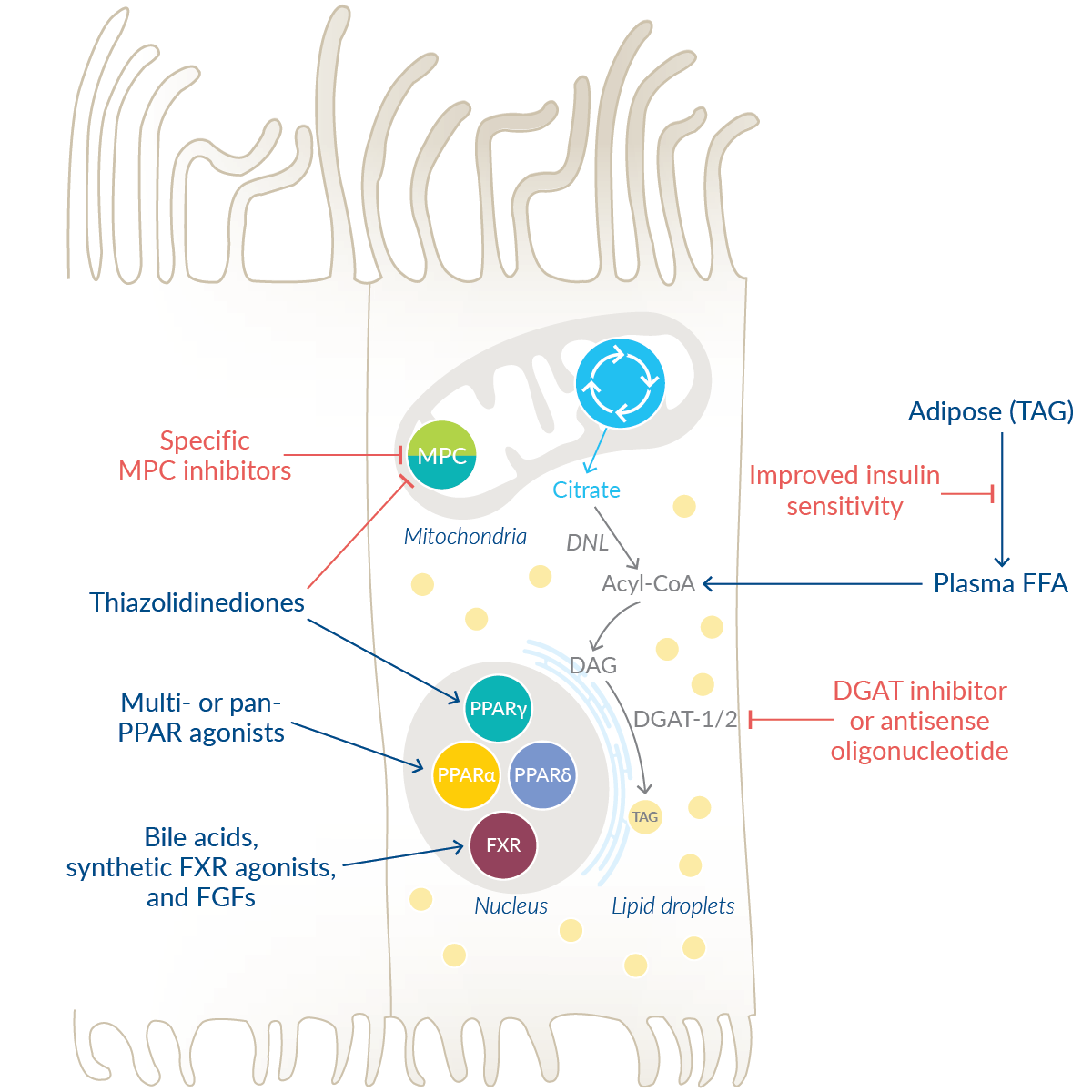 ipamorelin insulin sensitivity Targeting Insulin Resistance for the Treatment of NASH | News &  Announcements