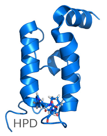 The J-domain of Hsp40 showing the highly conserved HPD motif.jpg