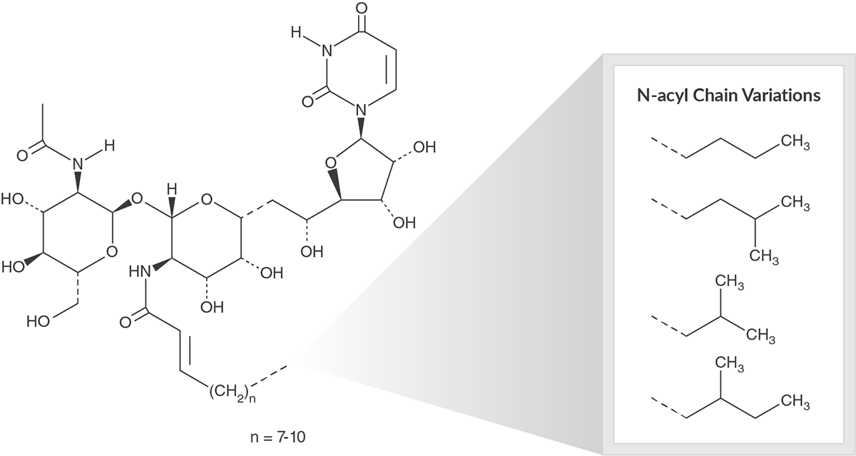 Tunicamycin Analogs 2020OCT.png