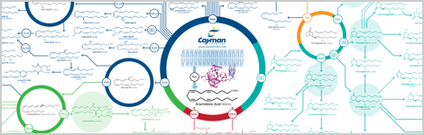 Arachidonic Acid Cascade Wall Poster