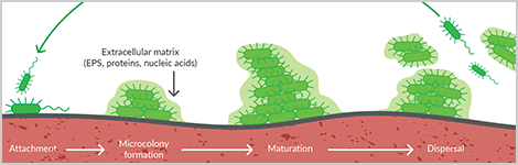 bacteria-biofilm-highlight.png