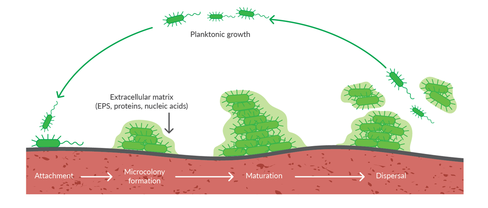biofilm_figure 1.png