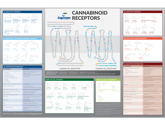 cannabinoid receptors poster thumbnail.png