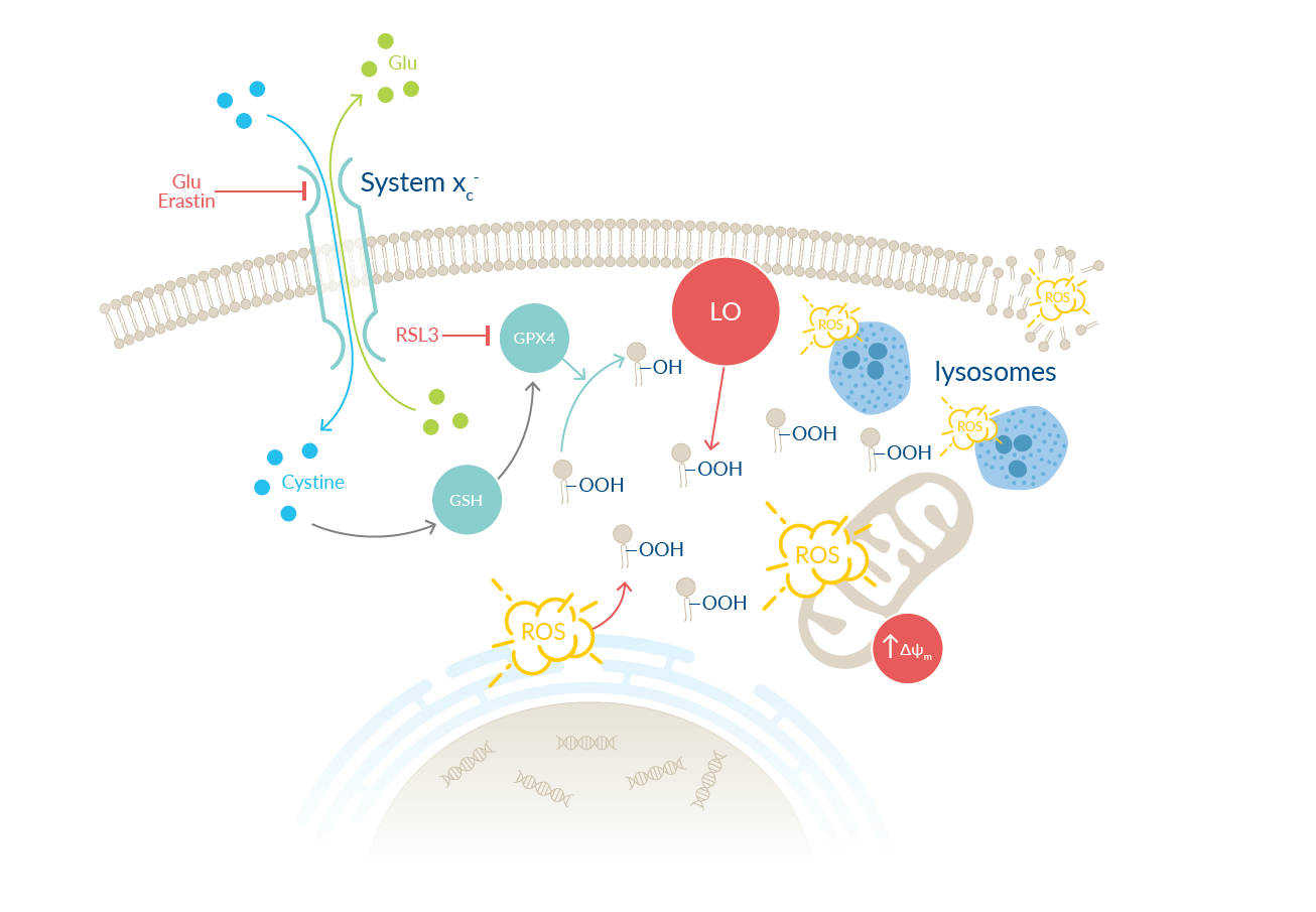 glutathione ferroptosis 7 Best Glutathione Supplements, According to Experts