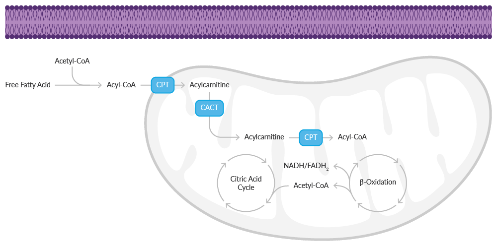 acetyl l carnitine foods containing Acylcarnitine: Structure, Metabolism, Functions, and Advanced Analysis  Techniques main image 0