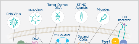 cgas-sting-nucleic-acid-sensors-feature.png