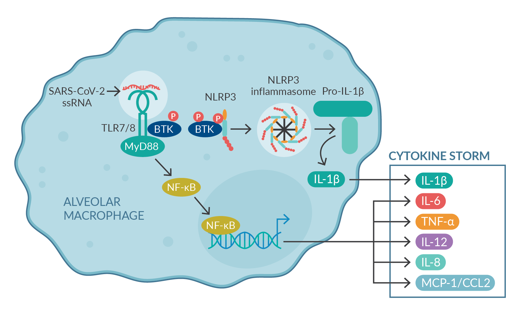 Calming the cytokine storm: Harnessing the power of stem cells to