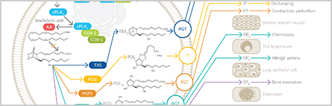 Eicosanoid Enzymology and Metabolism
