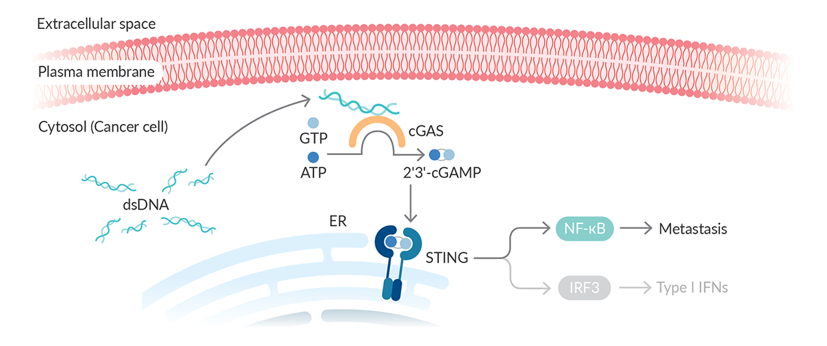 Figure 1: cGAS/STING signaling