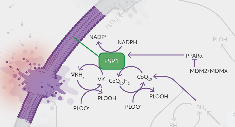 Ferroptosis | News & Announcements