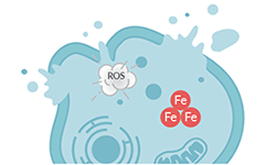Ferroptosis Mechanisms