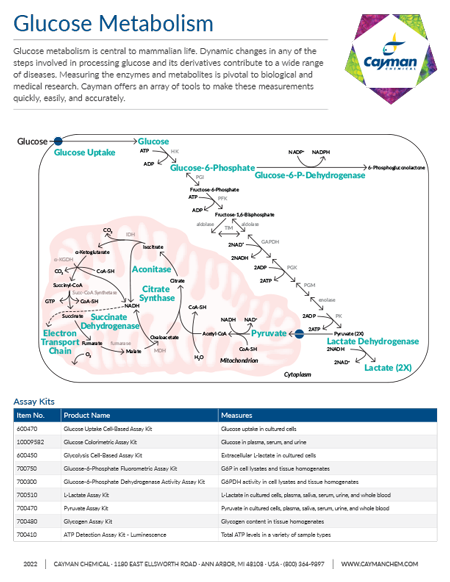 Glucose Metabolism