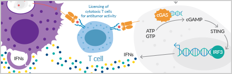 helping recruit immune cells