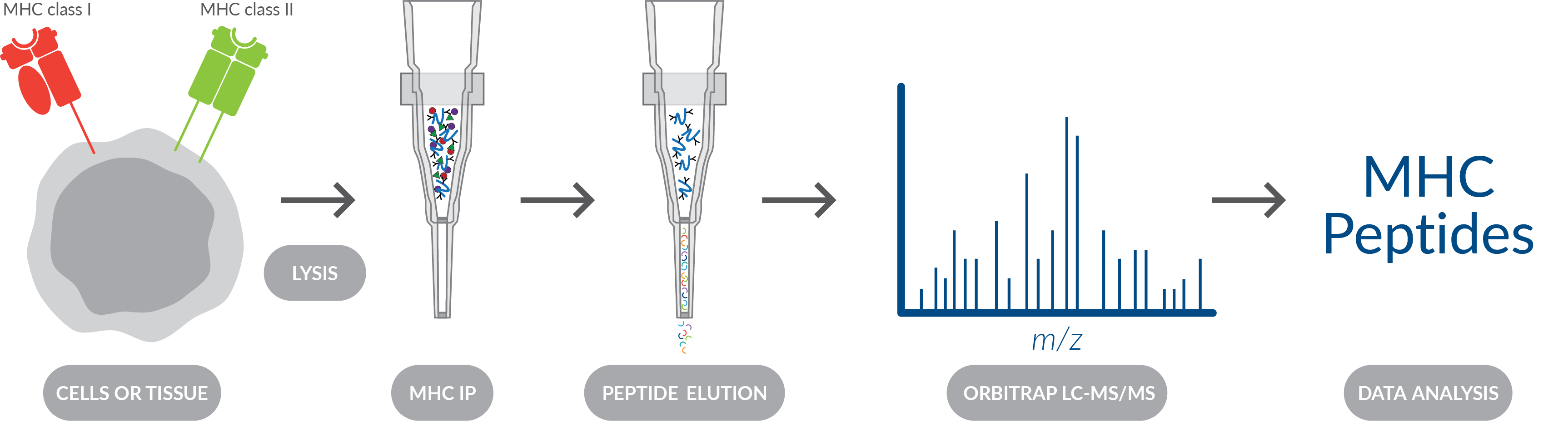 immunopeptidome-profiling-workflow.png