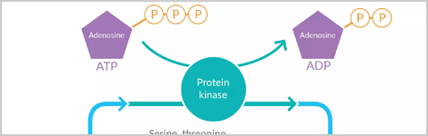 Kinase Inhibitors