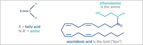 lipoamines_highlight.png