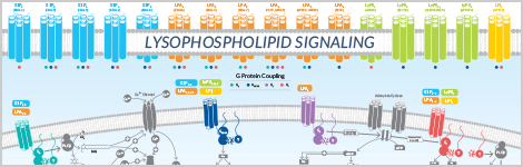 lysophospholipid-signaling-highlight.png