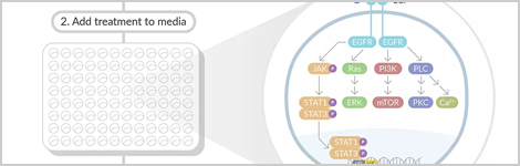 methods-for-detecting-kinase-activity-highlight.png