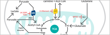 Manipulating Mitochondrial Fuel Pathways