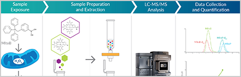 Measure Mitochondrial H2O2 Directly In Vivo or in Cells